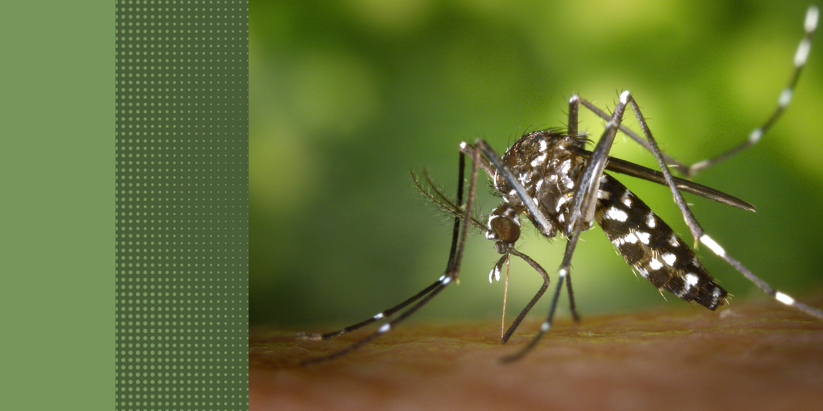 How to Get Rid of Mosquitos Joplin Missouri Alert One Pest Control