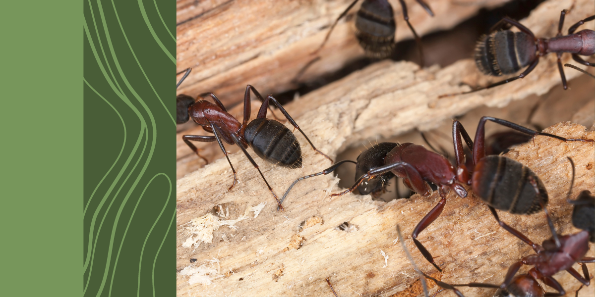 Getting Rid of Carpenter Ants in Missouri Alert One Pest Control